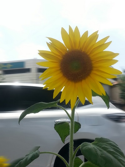 園芸部だより♪