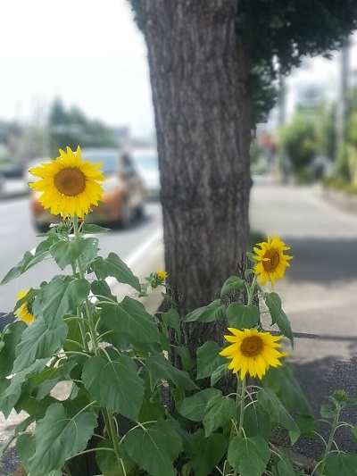 園芸部だより♪