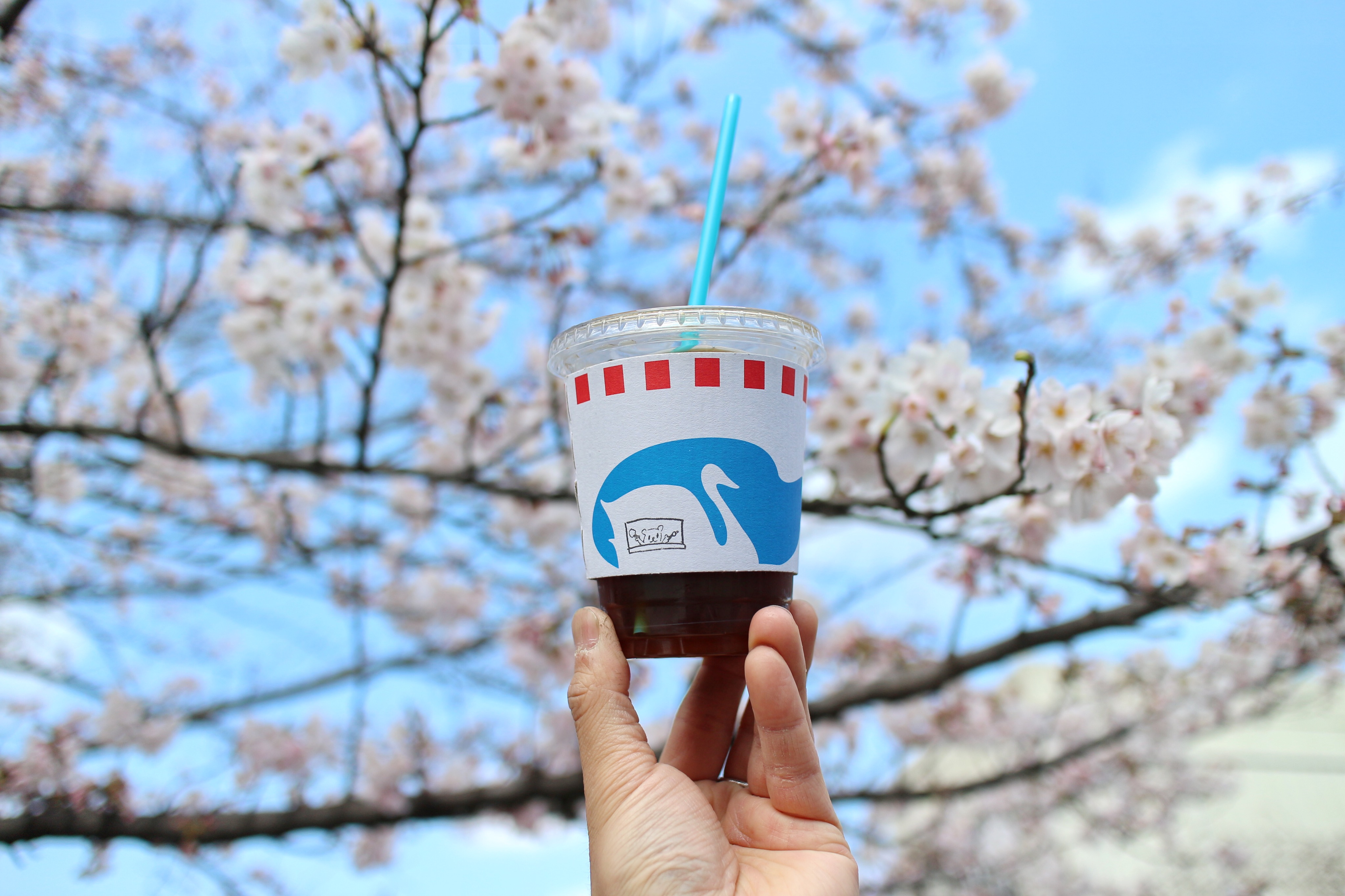 コーヒーと桜とブルースカイ