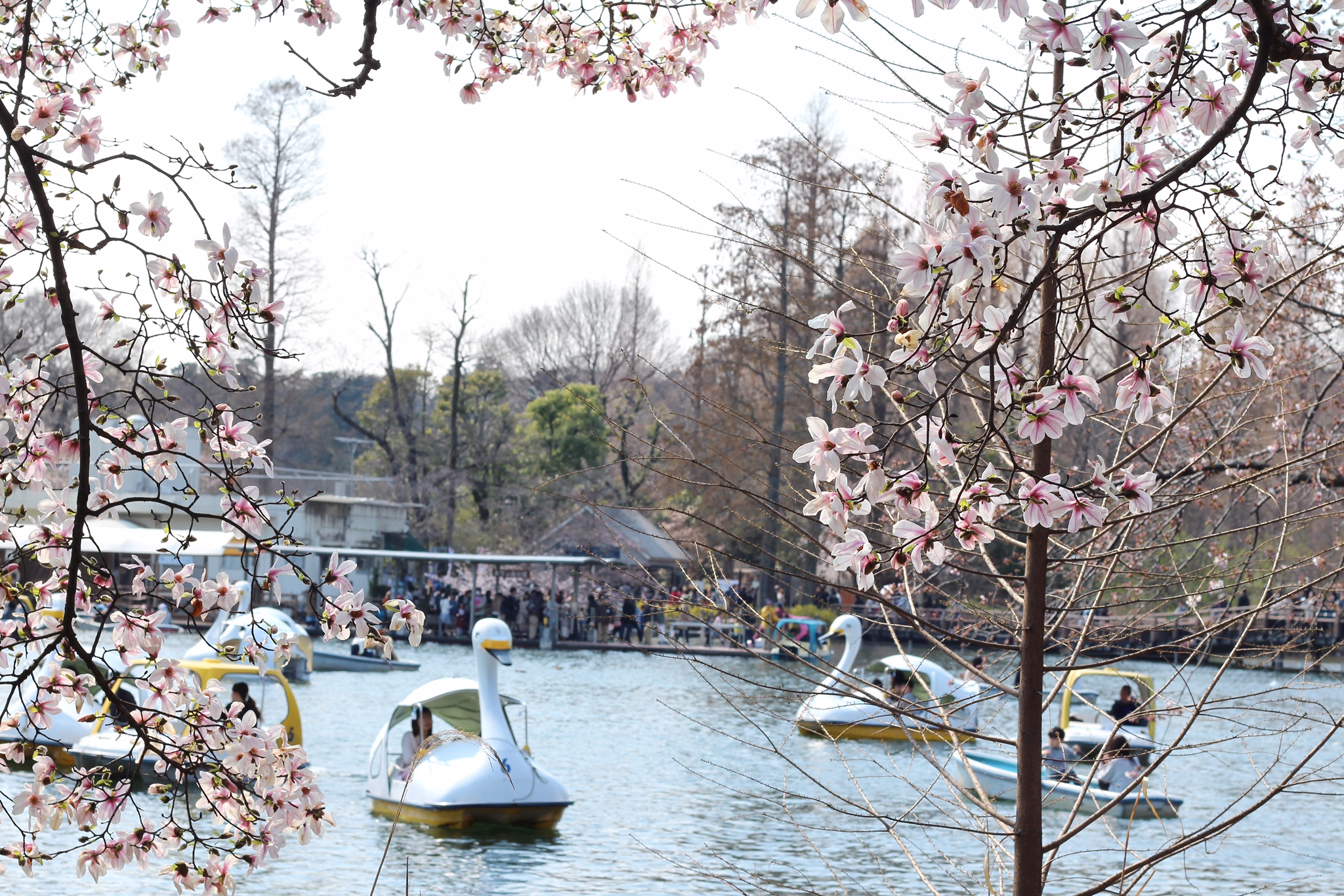 コーヒーと桜とブルースカイ