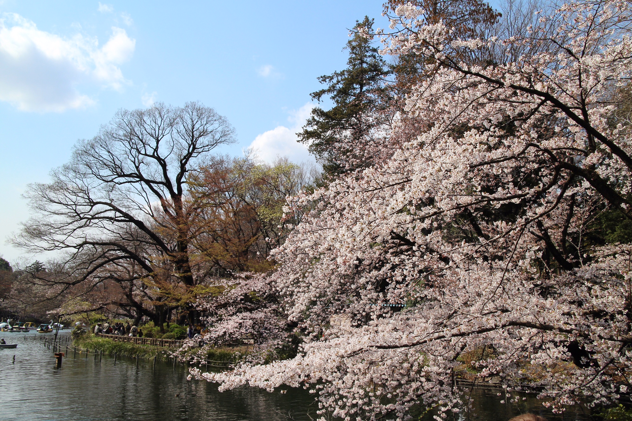 コーヒーと桜とブルースカイ