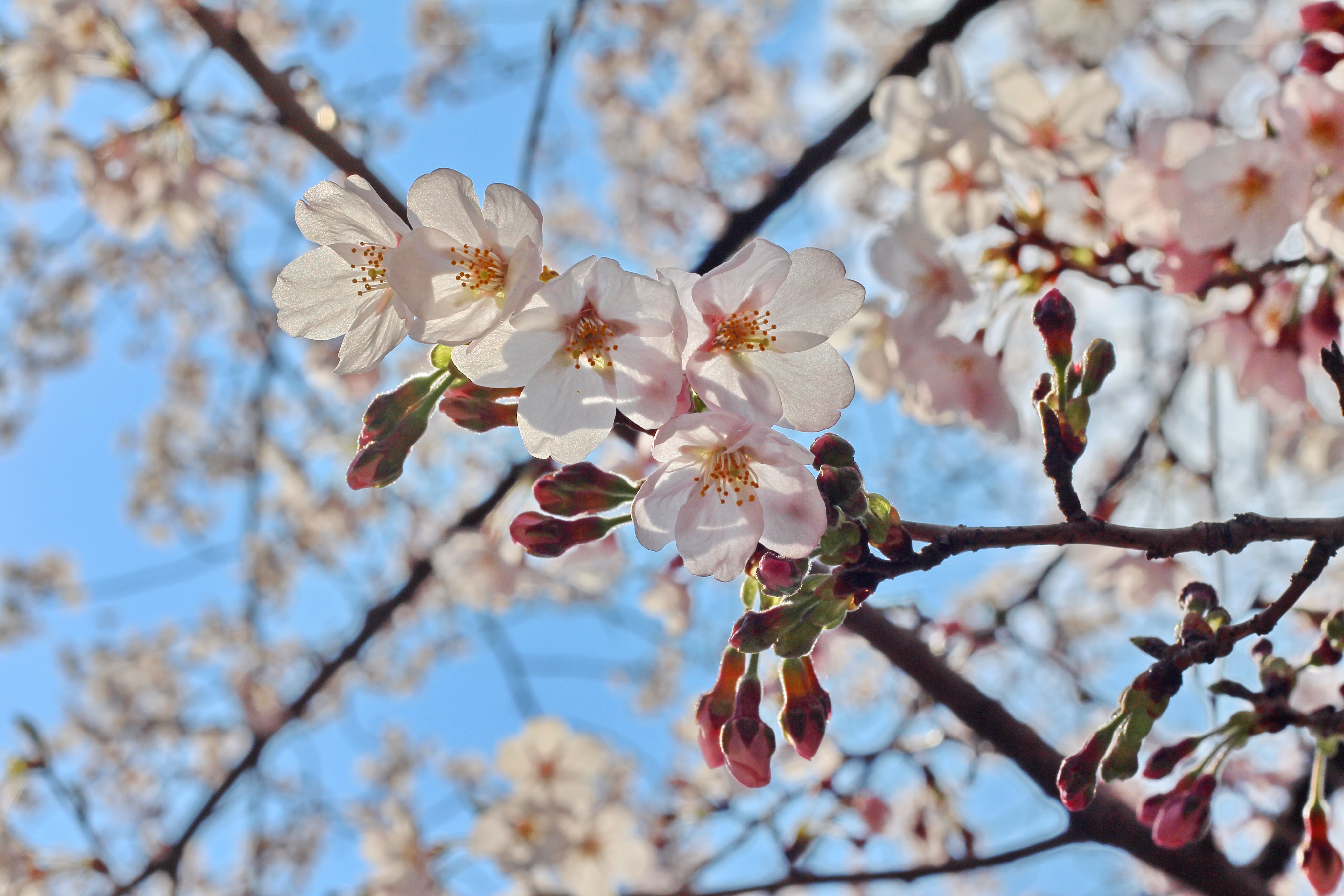 コーヒーと桜とブルースカイ