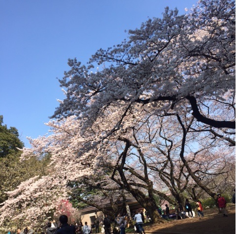 新宿御苑でピクニック