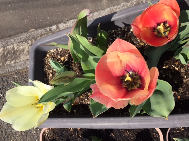 新宿御苑でピクニック