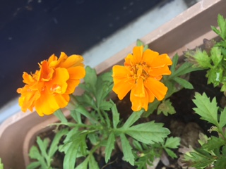 グリーンの2008と花日記