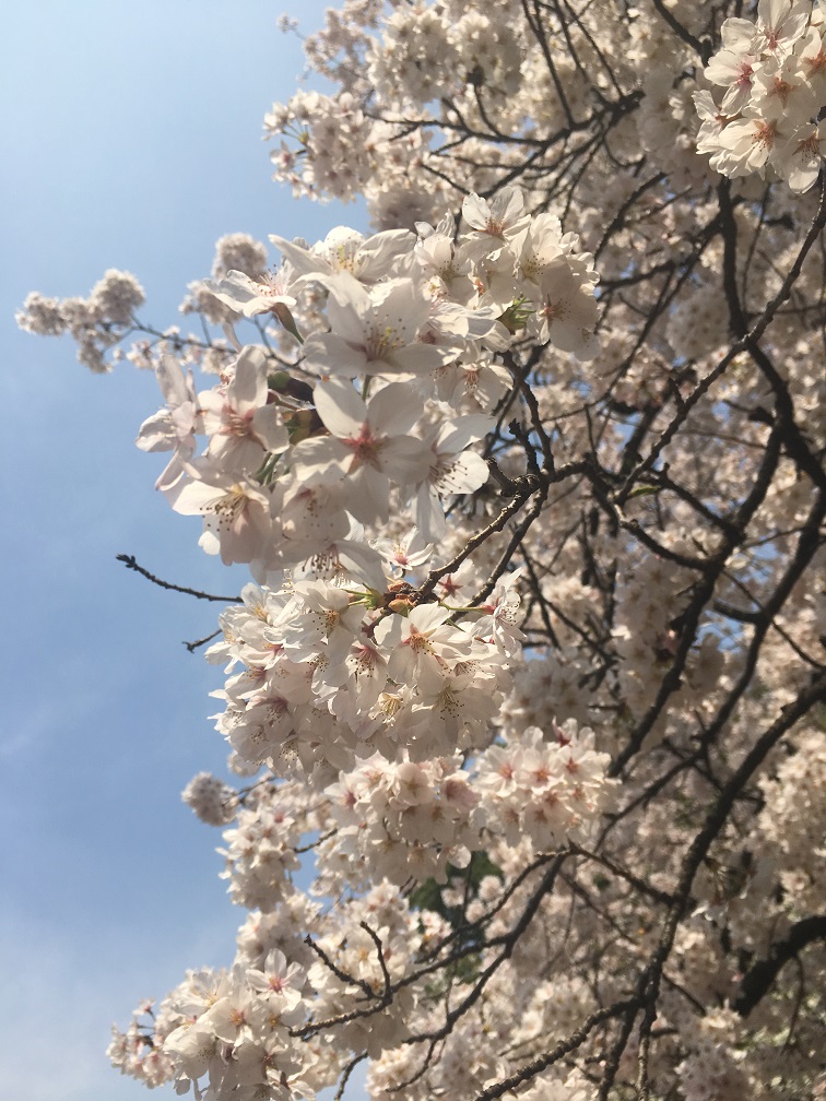 今年も桜を！