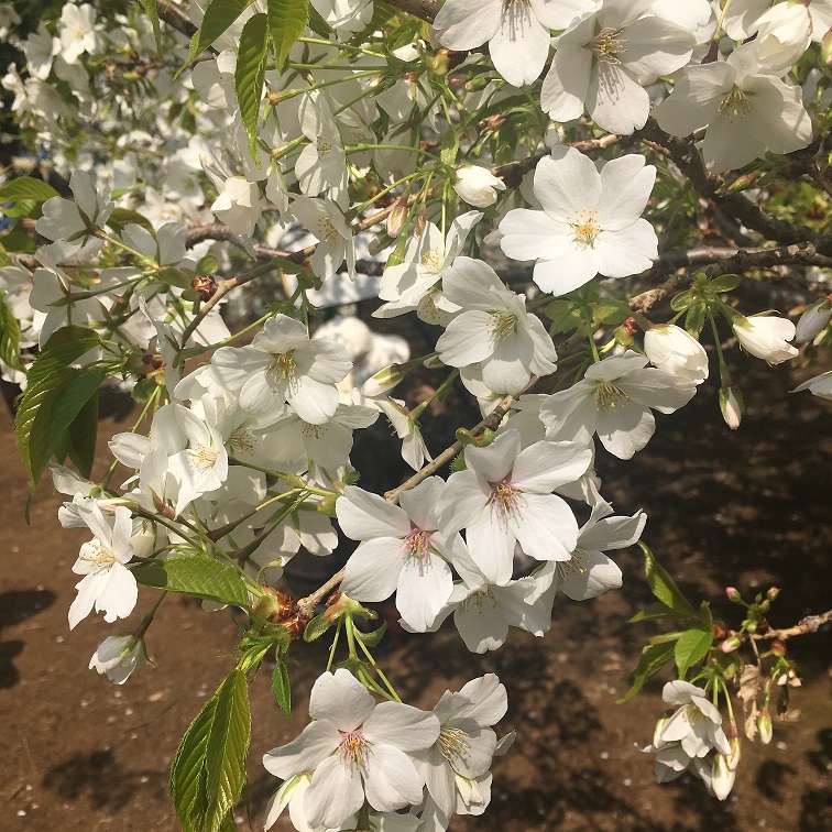 今年も桜を！