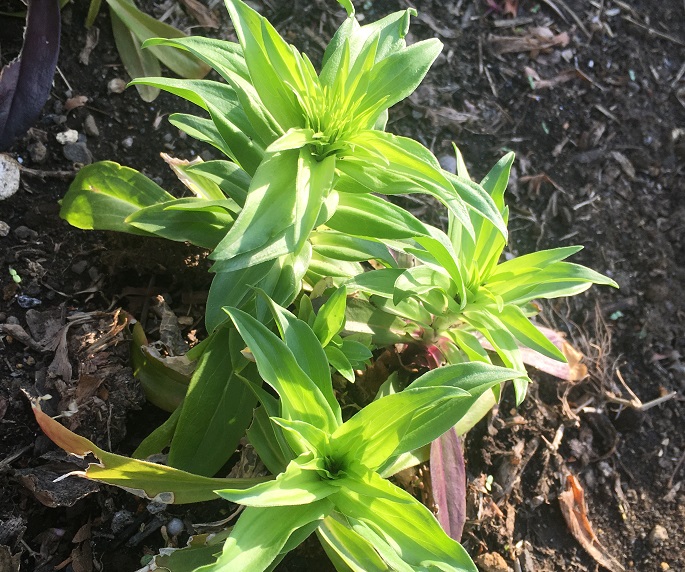 花開く