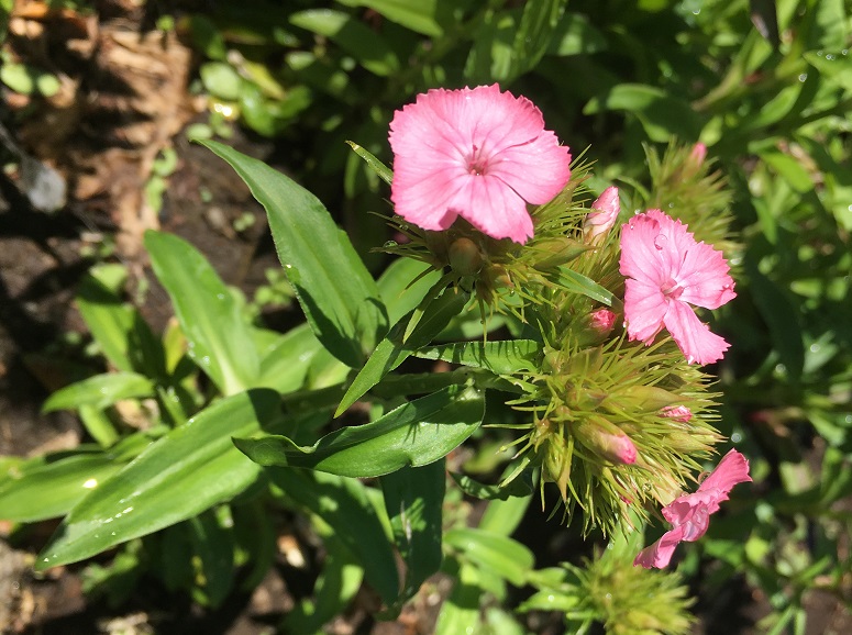 花開く