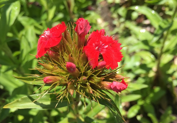 花開く