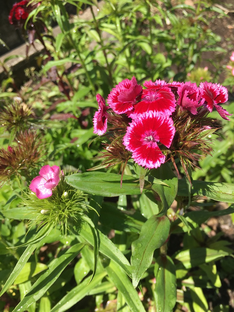 花開く