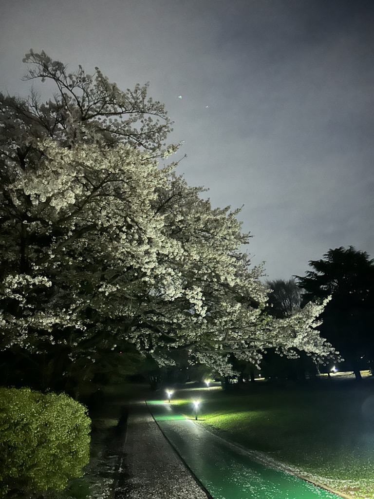 夜桜