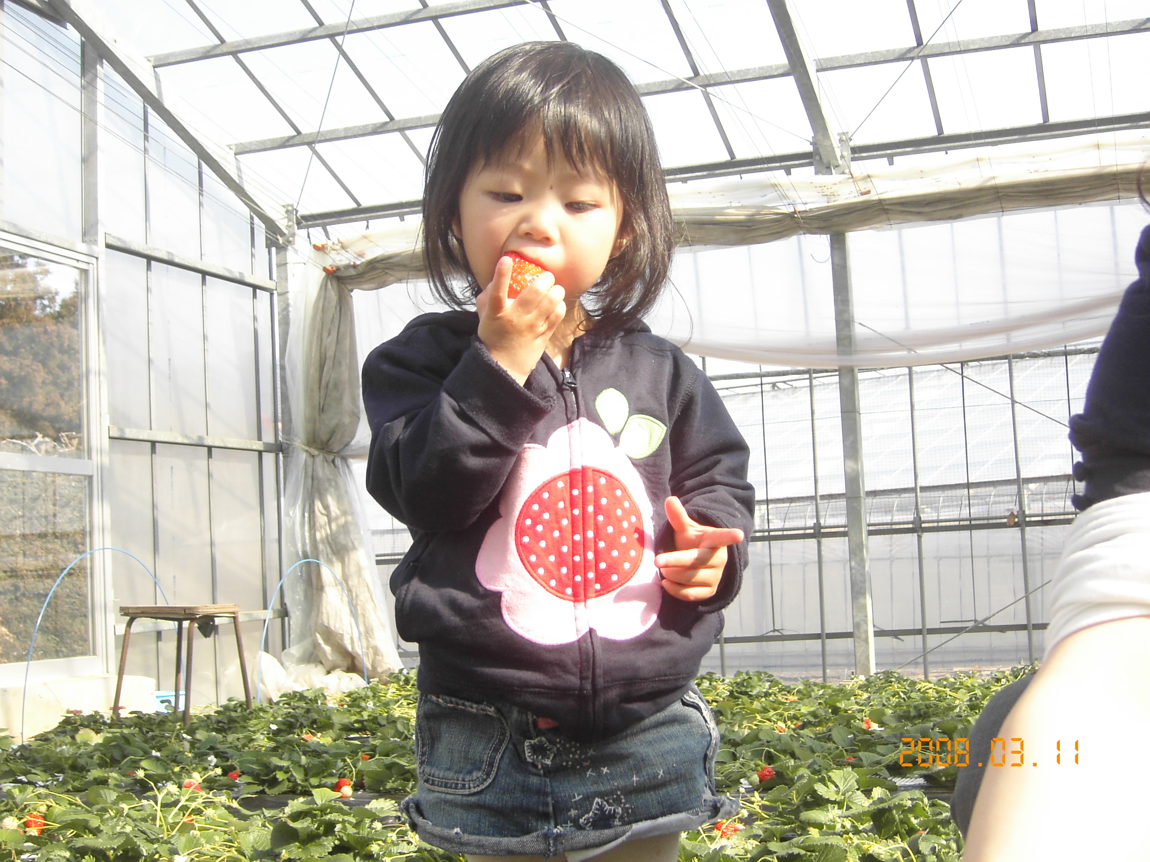 いちご狩り