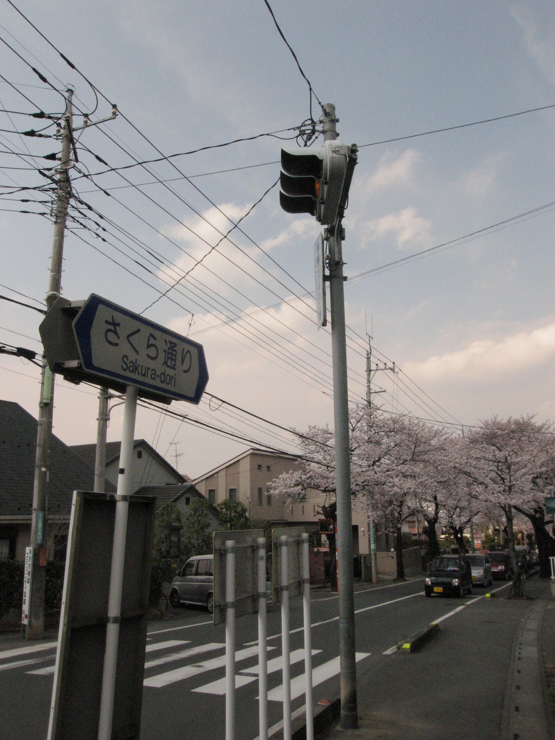 桜