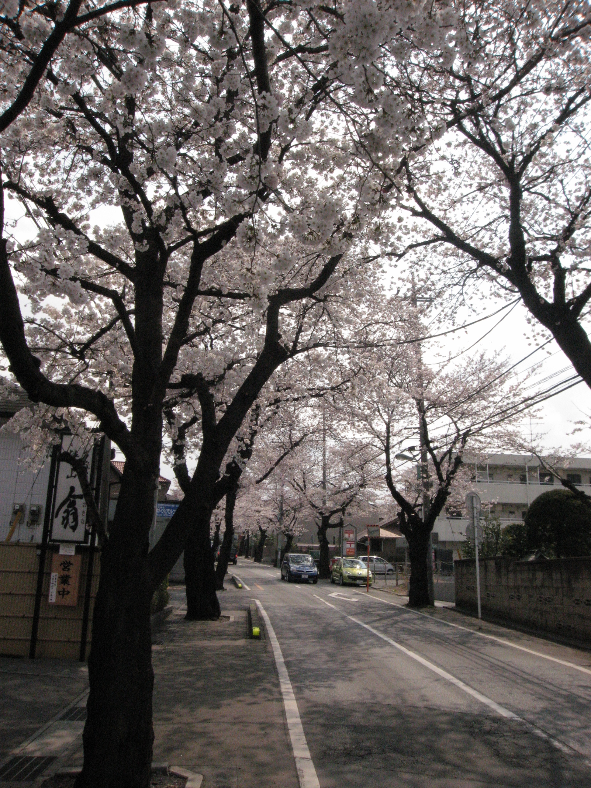 桜
