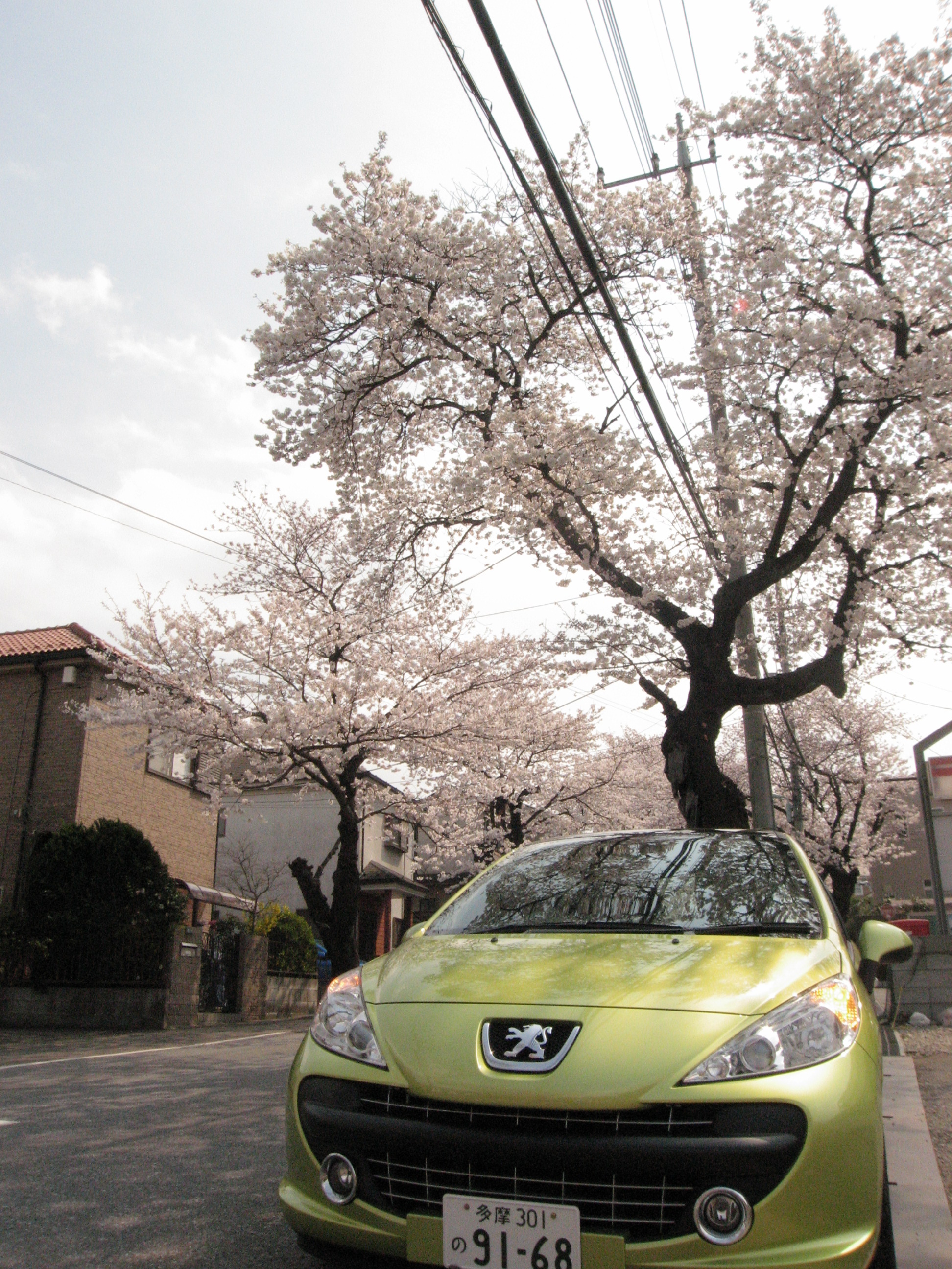桜