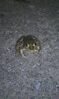 今年もまた。。。