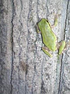 今年もまた。。。