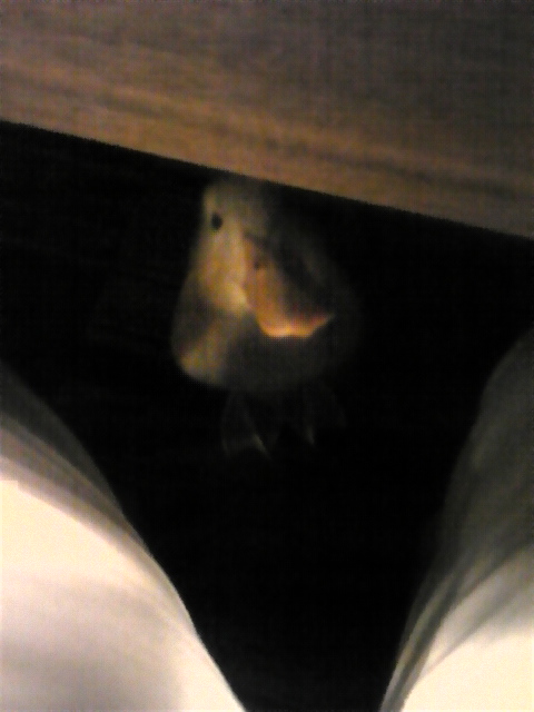 続“新居のカーテン”