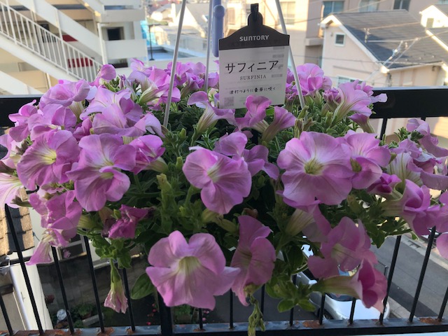 【Early Summer Fair 2020】のご案内
